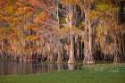 Bald cypress trees and autumn colors in southern swamp, Caddo Lake, Texas. Art Print